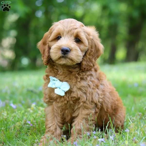 Leo, Cockapoo Puppy